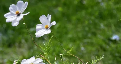 Explore when daisies are in bloom (the exquisite flowers of spring)