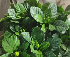 The Benefits of Growing Gardenias at Home (Making the Home More Beautiful, Improving Physical and Mental Health, Enhancing the Environment)
