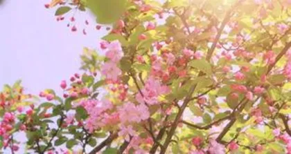The flower language of the heartbreak flower, revealing the deep meaning of the heartbreak flower