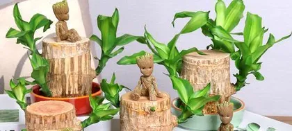 Cultivation methods and precautions for hydroponic Dracaena fragrans, a comprehensive analysis from selection to daily care