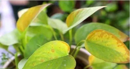 The reasons for the soft and drooping leaves of pothos and remedies