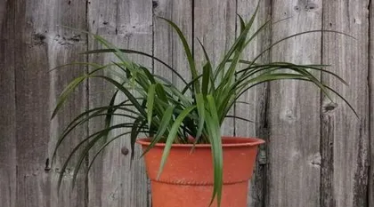 What kind of pot is best for orchids? A practical guide to choosing the right pot