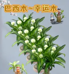 Unveiling the Mystery of Zamioculcas Flowering (Exploring the Flowering Cycle and Influencing Factors of Zamioculcas, Answering the Curiosities of Plant Owners)