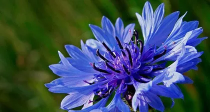 Exploring the Mystery of the National Flower: the Dandelion of the United Kingdom