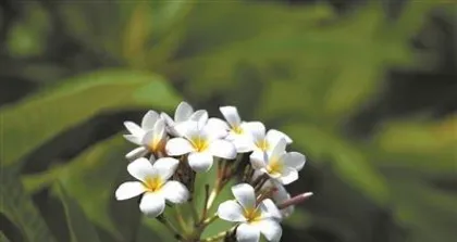 When does the egg flower bloom? From late spring to early summer to late autumn in October, flower viewing guide.