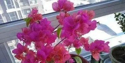What causes bougainvillea to drop flowers, "Analysis of the Causes of Bougainvillea Flower Drop and Care Tips"