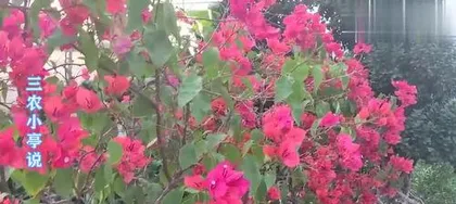 Bougainvillea Flower Drop, "Analysis of Bougainvillea Flower Drop Causes and Care Guide"2