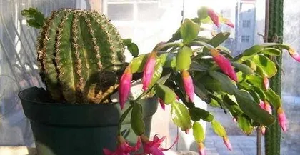 When to Graft a Crassula Ovata: The Best Timing and Techniques for Successful Grafting