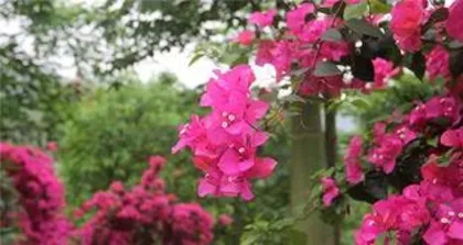 Bougainvillea Flower Drop, "Analysis of Bougainvillea Flower Drop Causes and Care Guide"3