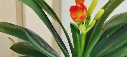 What is the meaning of Clivia Miniata, symbolizing nobility and harmony, interpreting the flower of traditional virtues