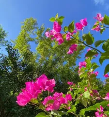Cultivation and Care of Freely Flowering Bougainvillea Green Leaf Pink 2