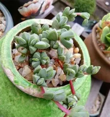The Cultivation Methods and Precautions for Jade Lotus (Creating a refined and fragrant courtyard,)