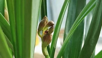 When does the Gladiolus bloom? Unveiling the mystery of Gladiolus' spring blossoming.