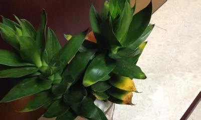 How to deal with yellowing leaves of water-cultivated lucky bamboo, detailed explanation of the causes and solutions for yellowing leaves