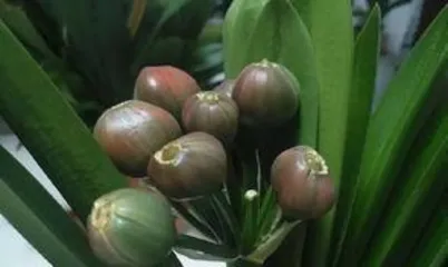 How to plant Clivia seed to germinate, Complete guide to Clivia seed planting and germination