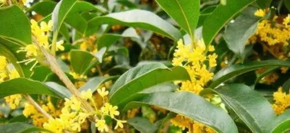 How to Grow Bay Laurel: A Comprehensive Guide from Planting to Harvest