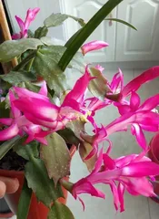 What to do if the leaves of a crab cactus wilt? "Crab cactus leaves wilted? Unveil five tricks to restore vitality"