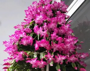 When does the Christmas Cactus bloom? Unveiling the Best Viewing Period and Care Tips