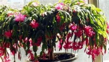 When does the Christmas Cactus bloom, revealing the best viewing period and care tips2