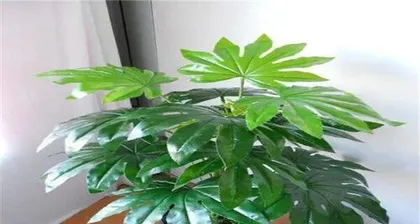 The Feng Shui of Arranging Plants in Corridors (Let plants adorn your life and uplift your mood)