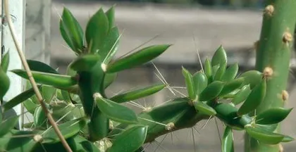 How to graft an epiphyllum, steps, precautions, and survival secrets