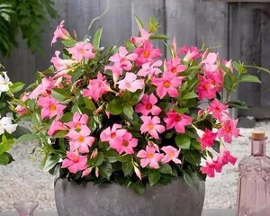 Top List of Heat-Resistant Flower Varieties (Beautiful Flowers Suitable for Hot Summer)