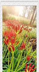 Handle with care! Understand the toxicity of lycoris bulb seeds (the danger of lycoris bulb seeds and preventive measures)