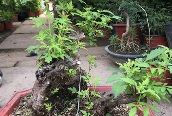 What kind of pots are suitable for growing Australian pine, planting guide for choosing ideal pots
