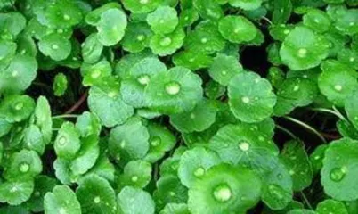 What are the benefits of Copper Coin Grass, a natural medicine, and a versatile health and wellness helper?