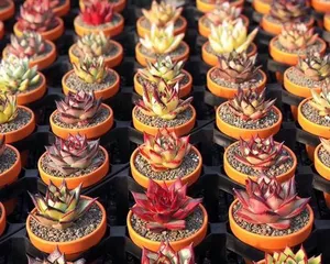 Cultivation Methods and Precautions for Gua Huang Pearl Plant (Build Your Succulent Kingdom, Easily Own a World of Succulents)
