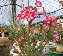 How to repot a desert rose, the best time in spring and operation skills