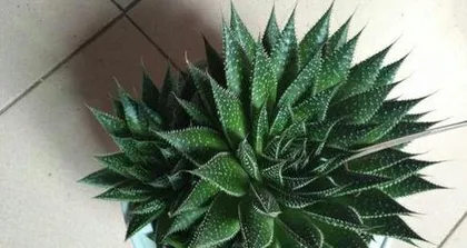What kind of soil is good for Zibao? Selected soil, promoting healthy growth