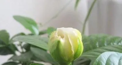 What to do if the leaves of gardenia turn yellow, full analysis of the reasons and solutions for gardenia yellow leaves