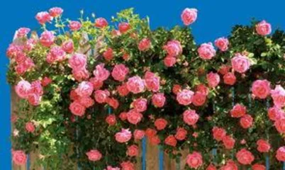 What kind of flowers symbolize love, the choice and meaning of love flowers