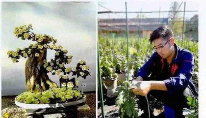 When to prune potted chrysanthemums, full analysis of pruning timing and techniques for potted chrysanthemums