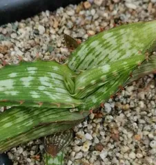 The Types and Uses of Aloe Vera (Exploring its Aliases, Cultivation Methods, and Application Value)