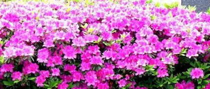 What is the meaning of the azalea flower? It is a symbol of joy in love and eternal love.