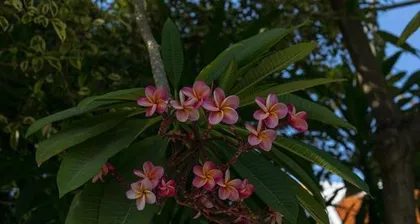 Understand the egg flower, appreciate the unique beauty