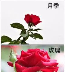 How to distinguish between roses and chrysanthemums, a guide to identifying roses and chrysanthemums