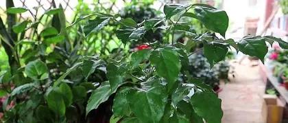 Aspirin waters the Happiness Tree (One aspirin, one happiness tree, resolves difficulties, prays for health)