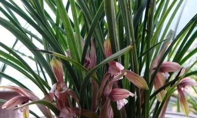 How to grow orchids to be more prosperous, creating a vibrant floral treasure trove