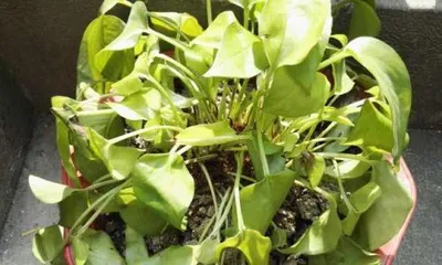 What causes pothos root rot? Analysis of the causes and prevention measures of pothos root rot