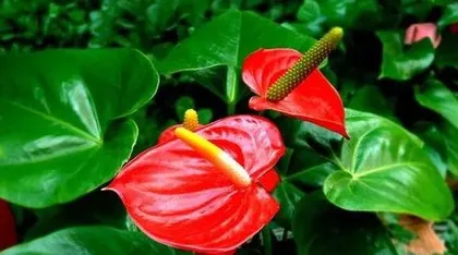 红掌不开花怎么办,红掌不开花？揭秘原因及养护攻略3