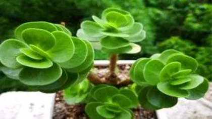 How to mix the soil for Money Tree, creating an ideal growth environment