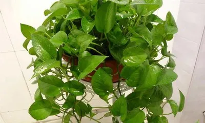 How to grow pothos more vigorously? Help your plants grow more vigorously.