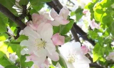 When does the Western府 hawthorn bloom, explore the mystery of the flowering season of Western府 hawthorn