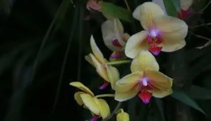 How to handle Phalaenopsis orchids after they fade? Overview of Phalaenopsis orchid post-bloom care methods