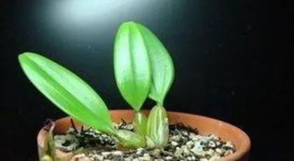 What genus does the taro belong to? Unveiling its unique plant family affiliation