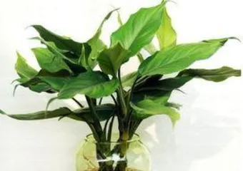 What plants can purify indoor air, a list of efficient air purifying plants