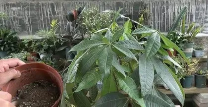 How to rescue drooping Pothos? The emergency guide for drooping Pothos